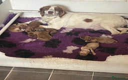 Cockapoo dogs for sale: 🐾 F1 Cockapoo Puppies 🐾 - Image 7