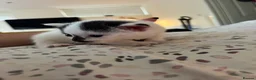 Mixed Breed cats for sale: Gorgeous kittens in Malvern in Malvern - Advert 9