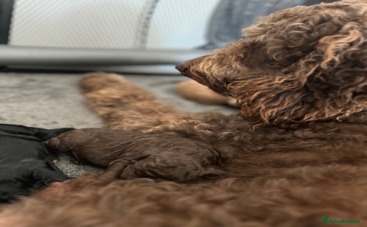 Bernedoodle dogs - Advert 1