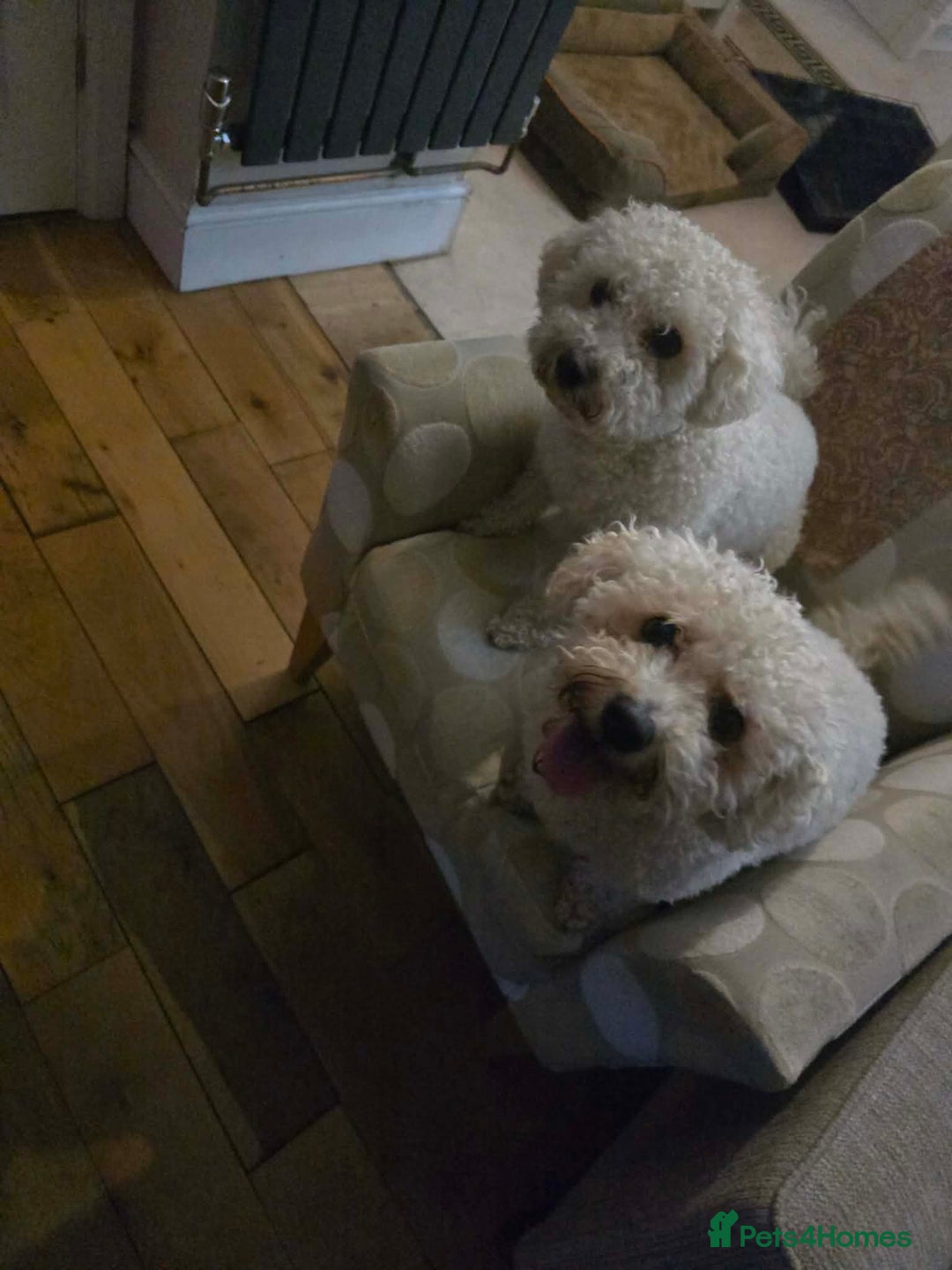 Mixed Breed dogs for adoption: DAISY & BILLY - BONDED PAIR  - Advert 3