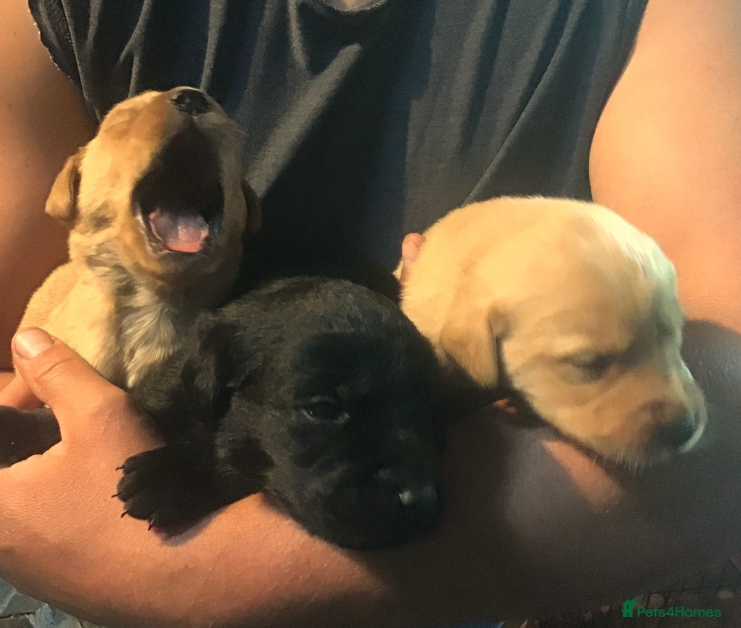 Labrador Retriever dogs for sale: Beautiful KC Reg Lab pups  - Image 11