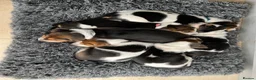 Basset Hound dogs for sale: Basset Hound Puppies - Advert 4
