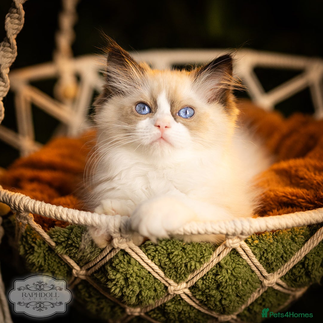 Ragdoll cats for sale: Ragdoll Blue Bicolor Kitten Boy TICA - Image 1