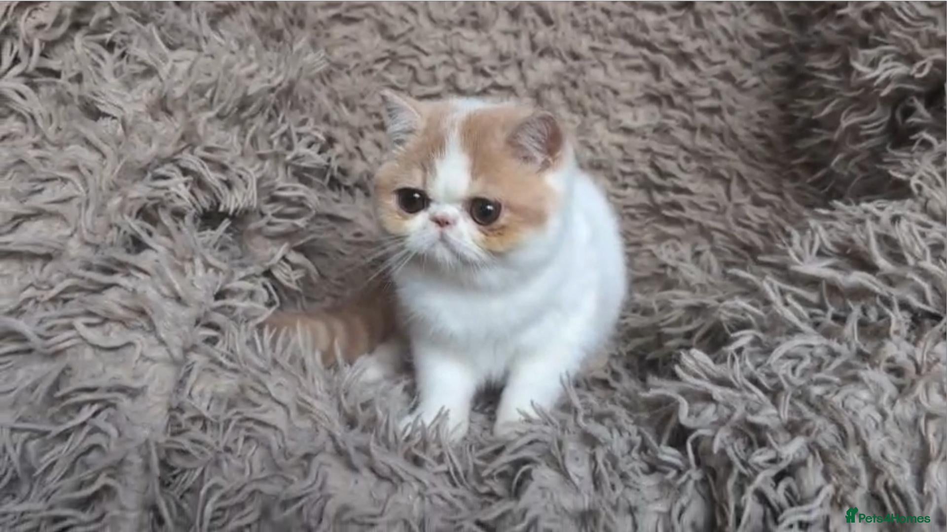 Persian cats Persian Kitten - Advert 1