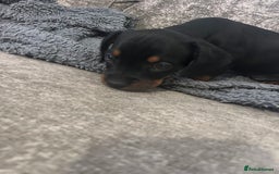 Mixed Breed dogs for sale: Miniature dachshund X French bulldog  - Image 30