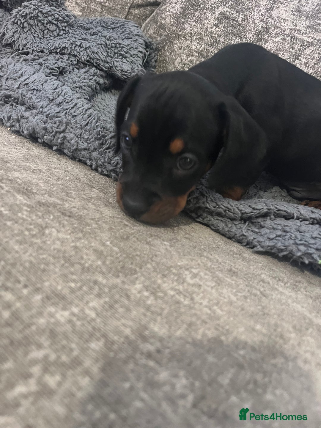Mixed Breed dogs for sale: Miniature dachshund X French bulldog  - Image 30