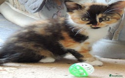 Devon Rex cats for sale: Just 1 girl left - GCCF Devon Rex Variant kittens  in Wolverhampton - Image 16