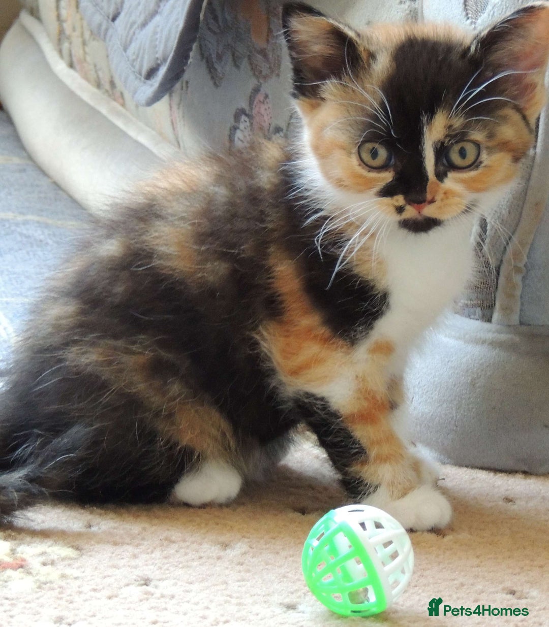 Devon Rex cats for sale: Just 1 girl left - GCCF Devon Rex Variant kittens  in Wolverhampton - Image 16