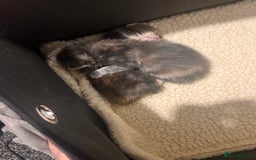 Mixed Breed cats for sale: Ragdoll x DSH Calico kittens - Image 12