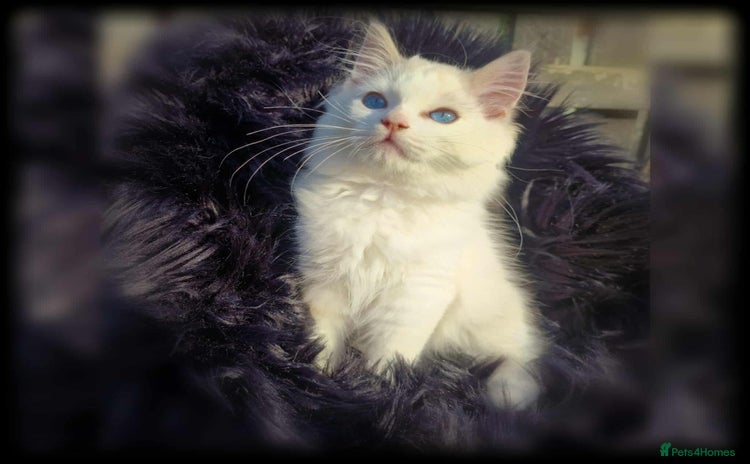 Ragdoll cats - Advert 2