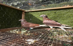 Pigeons birds for sale: Syrian pigeons for sale - Image 13