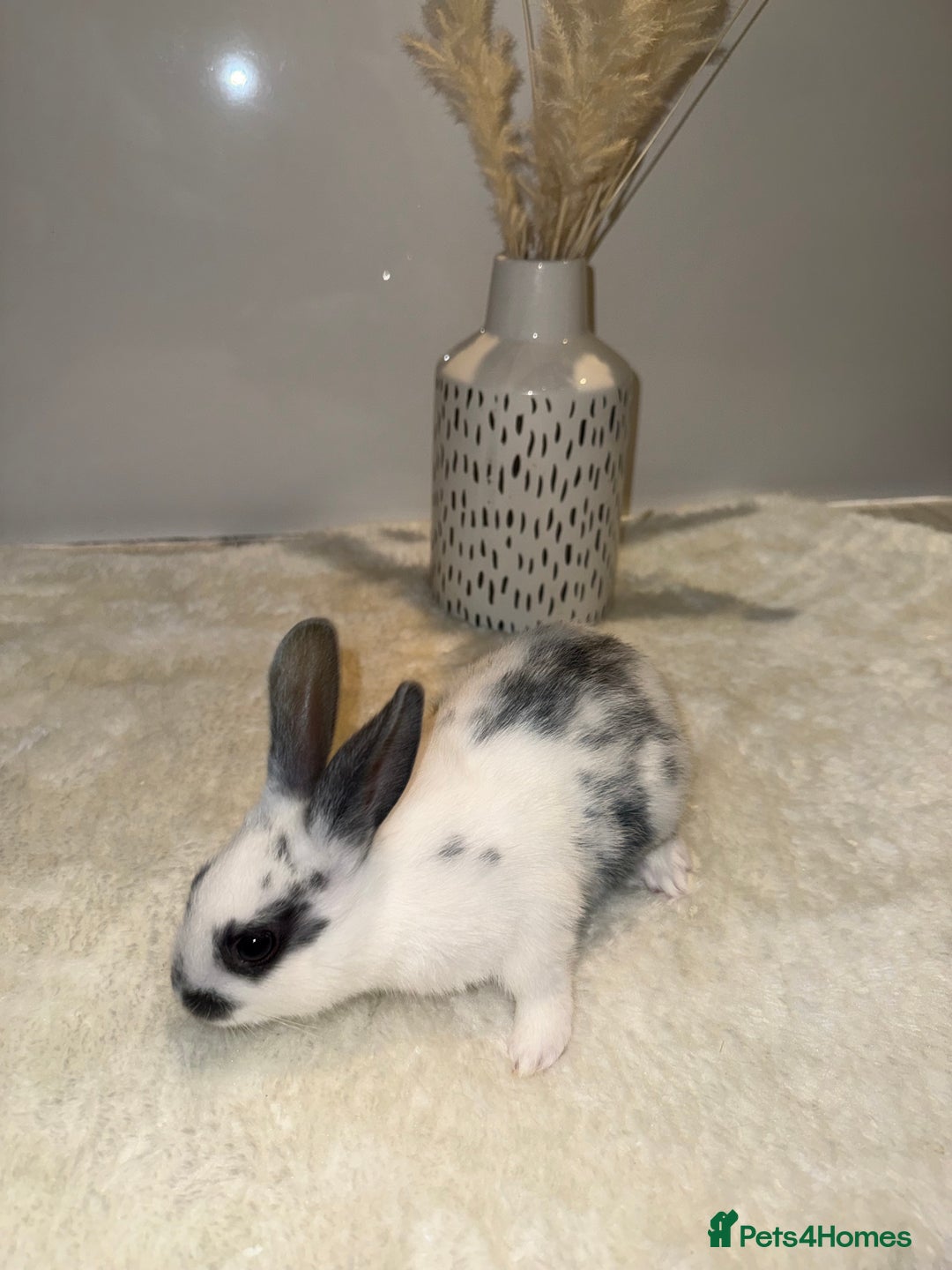 Mixed Breed rabbits for sale: Mixed Mini Rex breed  - Advert 4
