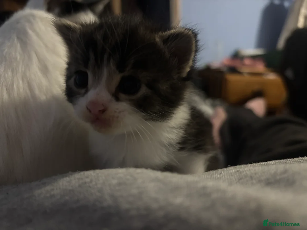 Mixed Breed cats for sale: White and grey Tabby 1M/1F ready 19 Feb - Advert 21