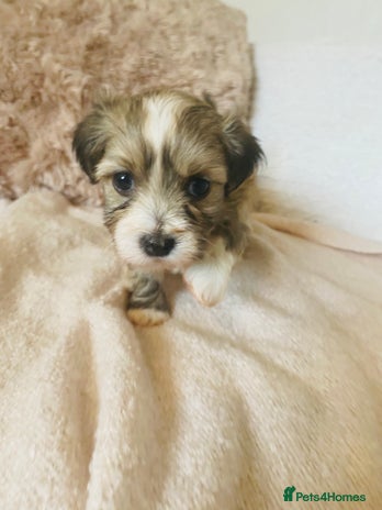 Havanese dogs - Advert 1