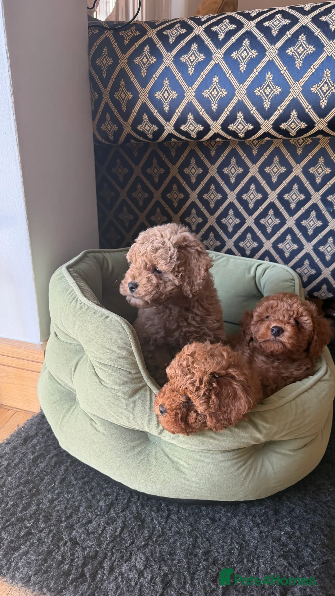 Maltipoo dogs for sale: Beautiful red multipoo for sale 2 boys 1 girl - Advert 5