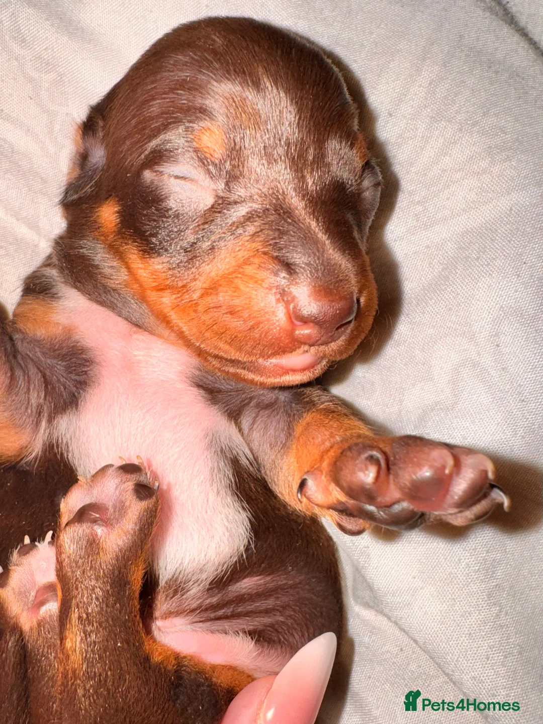 Miniature Dachshund dogs for sale: Because dachshund babies - Advert 11