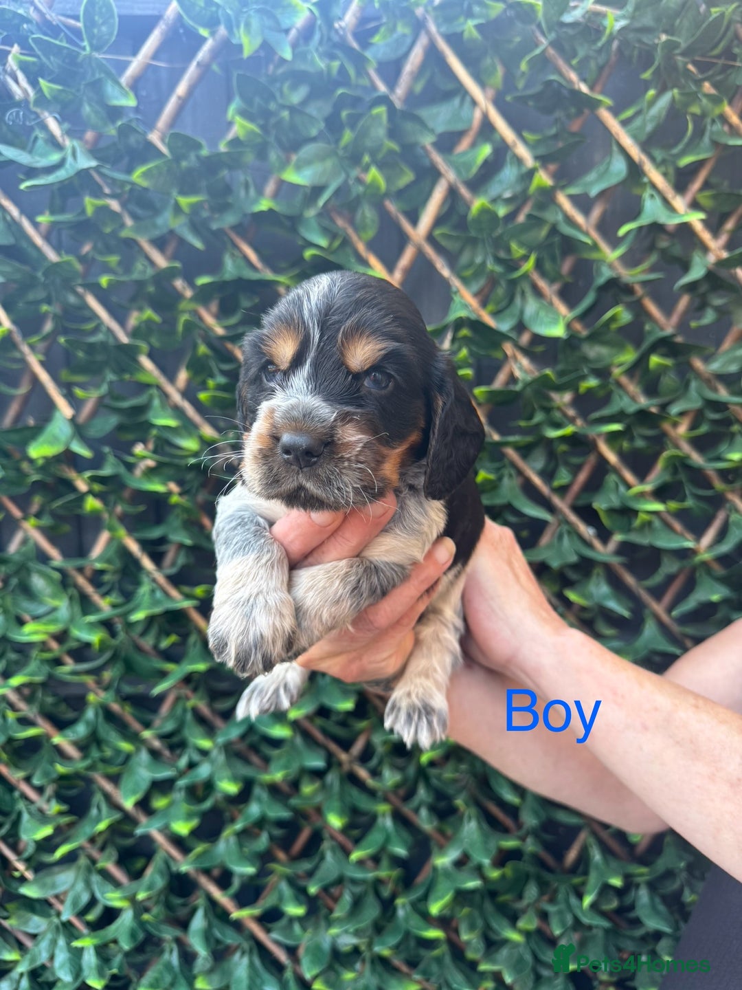 Cocker Spaniel dogs for sale: 🌟 STUNNING SHOW TYPE COCKERSPANIELS 🌟  - Image 3