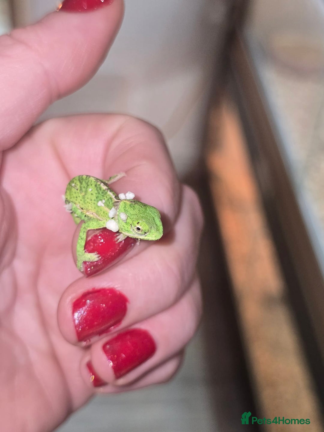 Chameleon reptiles for sale: BABY VEILED CHAMELEONS  - Advert 4