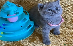 British Shorthair cats for sale: GCCF registered ChampionBloodline 5GENpedigree BSH - Image 28