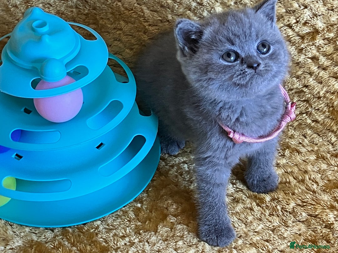 British Shorthair cats for sale: GCCF registered ChampionBloodline 5GENpedigree BSH - Image 28