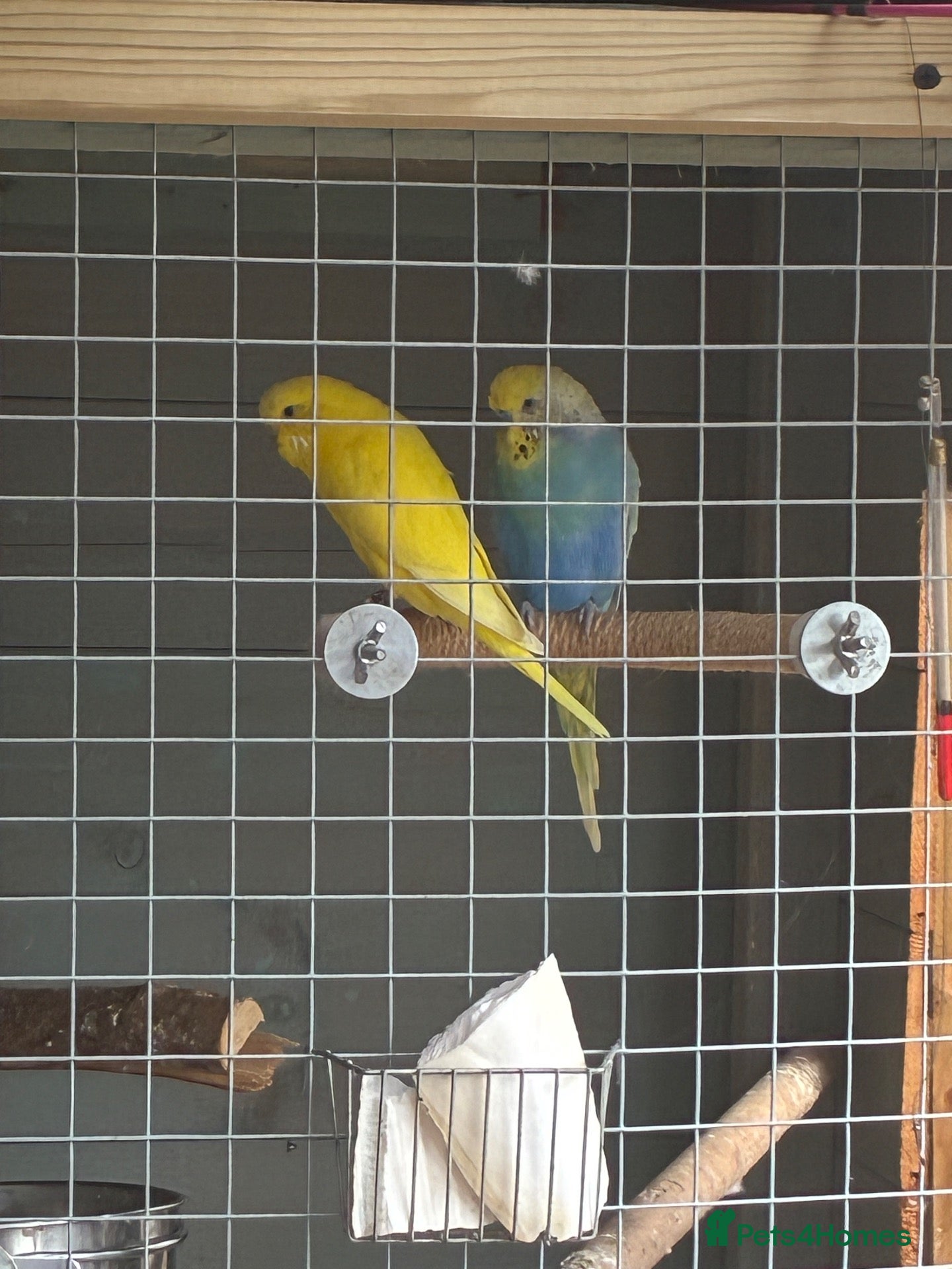 Budgerigars birds Budgies  - Advert 1