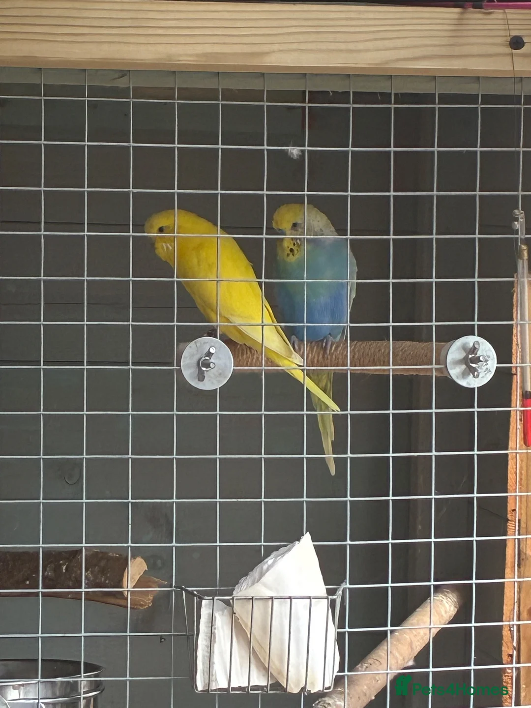 Budgerigars birds for sale: Budgies  - Advert 1