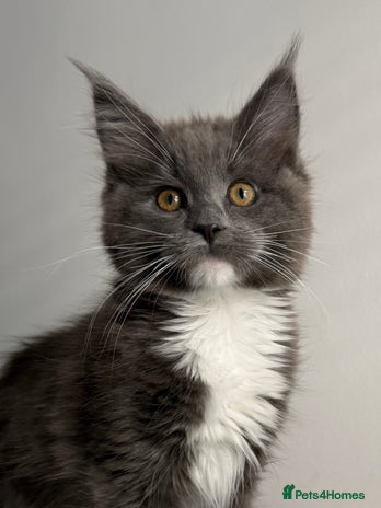 Maine Coon cats - Advert 2