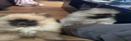Pomeranian dogs for sale: Double Champion Lines Pomeranian KC Reg - Advert 9