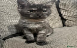 Maine Coon cats for sale: 🖤 Gorgeous 3-Month-Old Maine Coon Girl 🖤 - Image 2