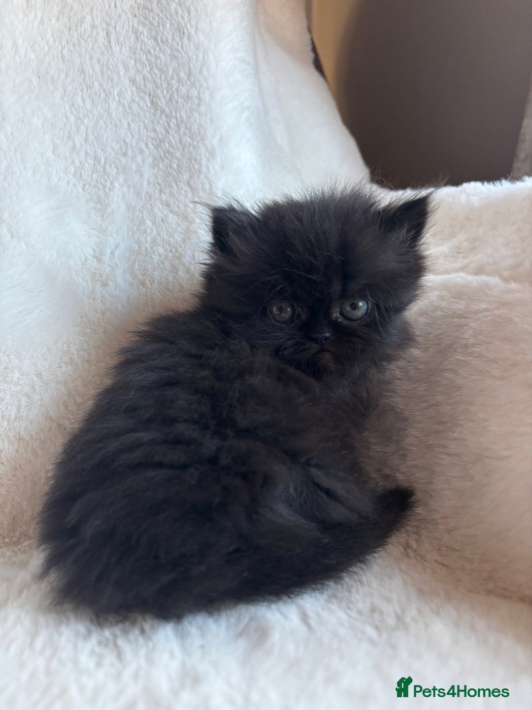 Persian cats for sale: Pure Persian Kittens - Image 6