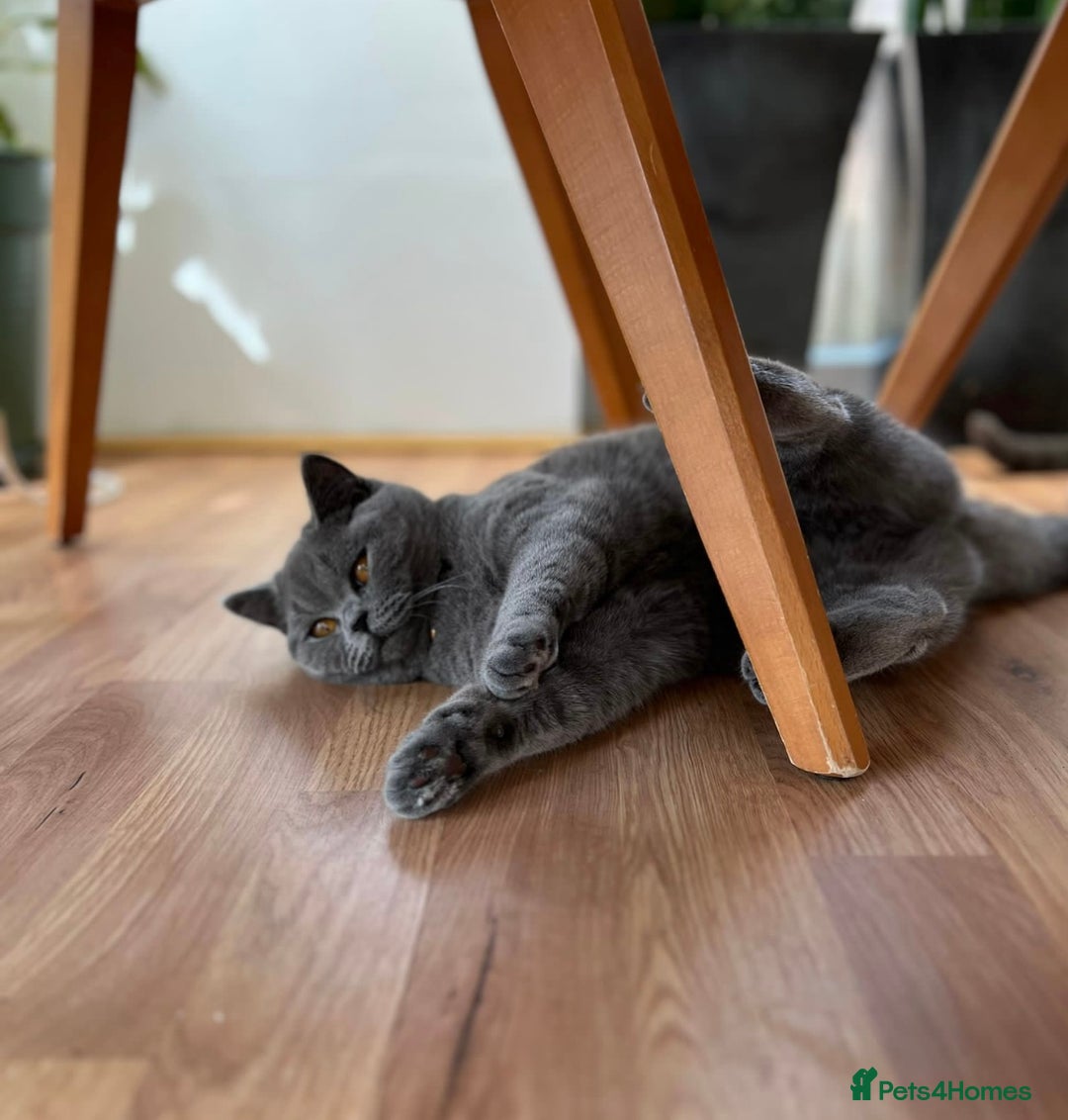 British Shorthair cats for sale: Lovely GCCF Active Queen – Ready for Her New Home - Advert 6