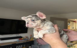 French Bulldog dogs for sale: 🤍READY TO LEAVE 🤍 French bulldog puppies 🤍 - Image 3