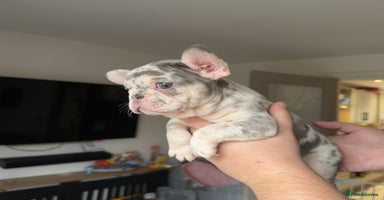 French Bulldog dogs - Advert 8