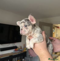 French Bulldog dogs - Advert 8