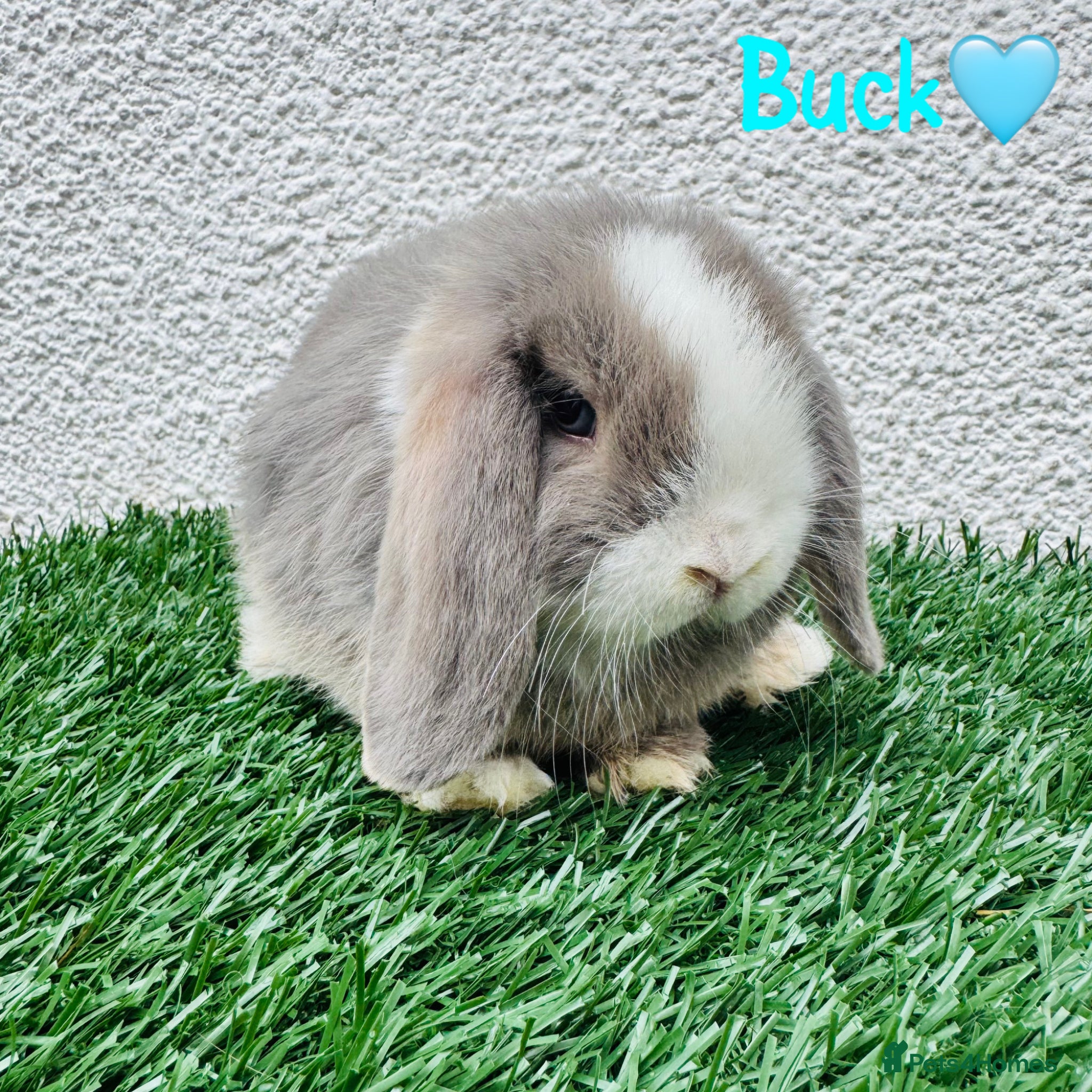 Mini Lop rabbits ✨Mini lop ready to rezerve ✨ - Advert 2