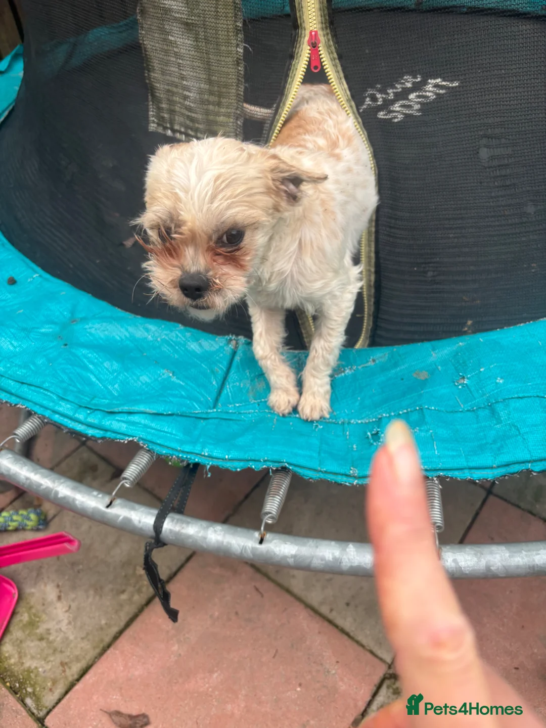 Mixed Breed dogs for sale: 2 little girls in Barnsley - Advert 4