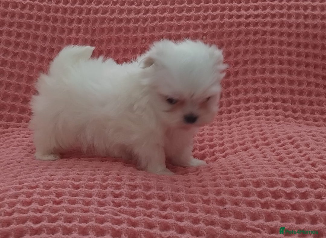Maltese dogs for sale: Maltese puppies  - Image 3