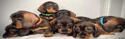 Miniature Dachshund dogs for sale: KC Reg Wire Haired Miniature Dachshund Puppies  - Advert 6