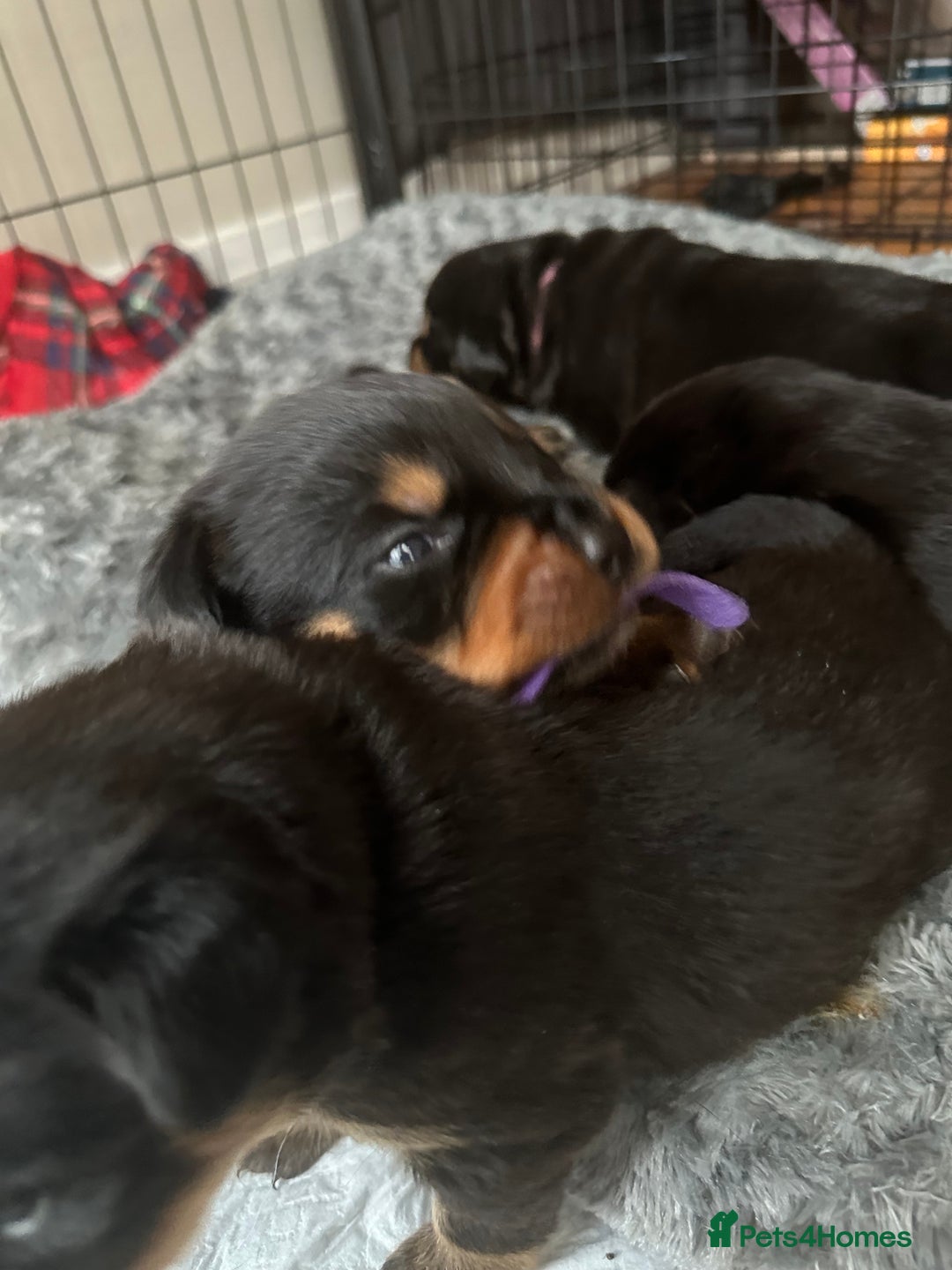 Rottweiler dogs for sale: Rottweiler puppies  - Advert 27