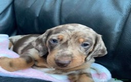 Dachshund dogs for stud: Miniature Dachshund Stud Kc registered & Pra clear in Stowmarket - Image 14