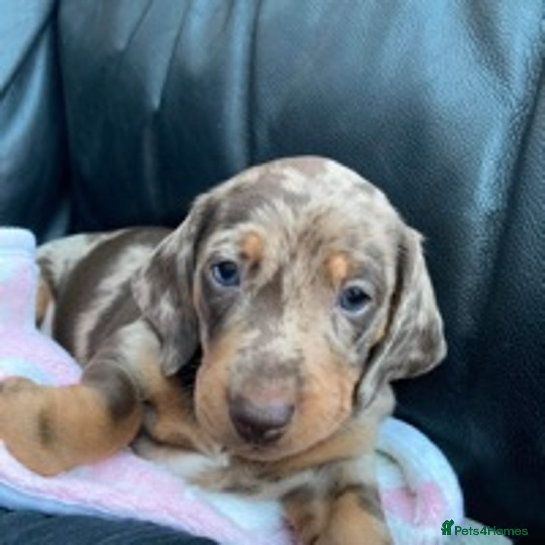 Dachshund dogs for stud: Miniature Dachshund Stud Kc registered & Pra clear in Stowmarket - Image 14