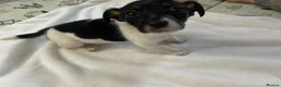 Jack Russell dogs for sale: Male Miniature Jack Russell puppy  in Llanelli - Advert 11