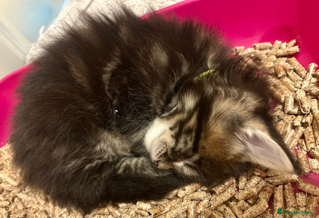 Maine Coon cats for sale: GCCF reg Maine Coon Kittens Stunning Tabby litter - Image 20