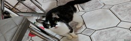Mixed Breed cats for sale: Beautiful mixed litter for reservation  - Advert 5