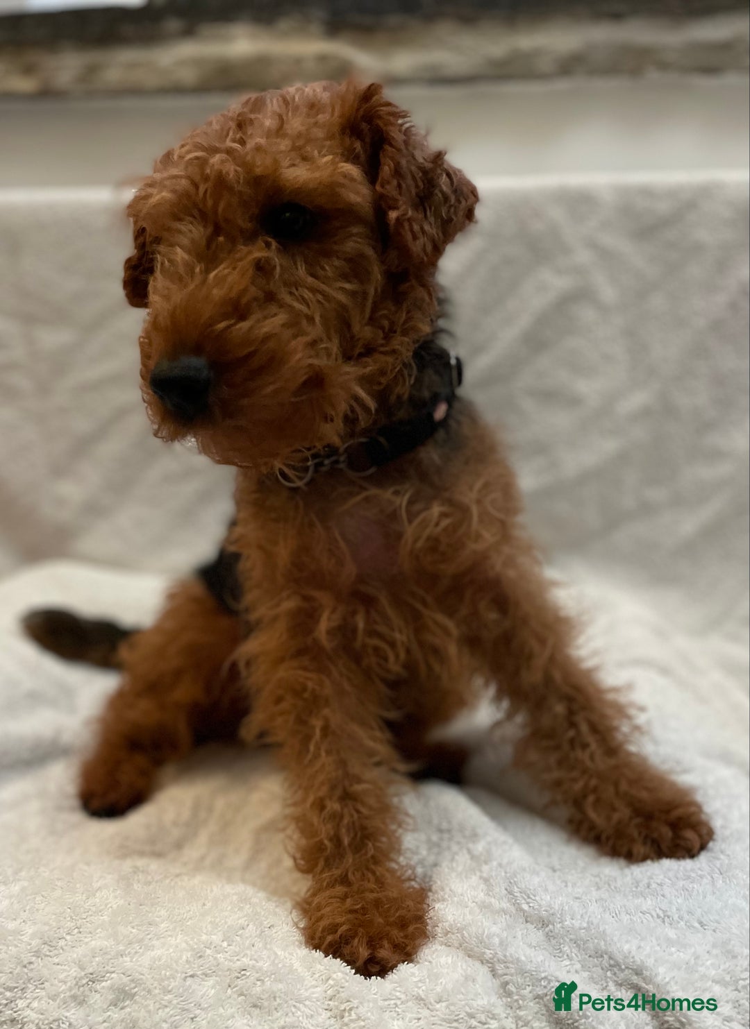 Welsh Terrier dogs for sale: Stunning female Welshie KC reg & health tested - Advert 4