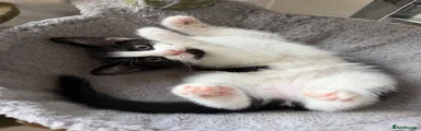 Domestic Shorthair 1