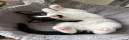 Domestic Shorthair cats for sale: 2 black and white girls kittens for sale - Advert 3