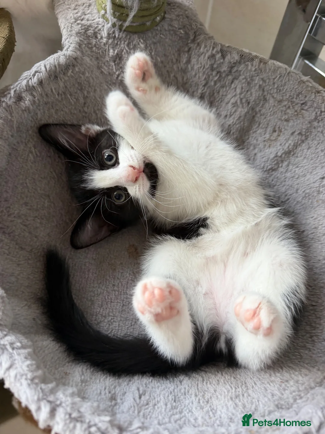 Domestic Shorthair cats for sale: 2 black and white girls kittens for sale - Advert 3