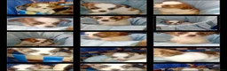 Chihuahua dogs for sale: Full Chihuahuas Fabulous  - Advert 6