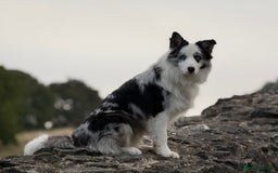 Border Collie dogs for stud: Blue Merle Border Collie Looking for Girlfriend - Image 7